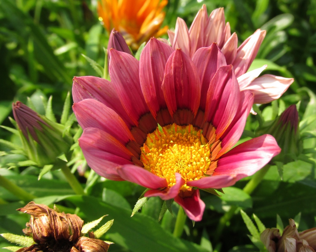 Another Gazania flower by mittens
