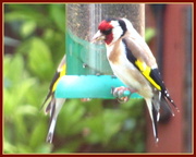 23rd Jul 2013 - Goldfinches