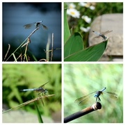 23rd Jul 2013 - A Day In The Life Of A Dragonfly At My Pond