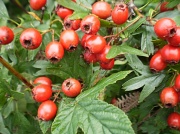 29th Aug 2010 -  Hawthorn Berries .