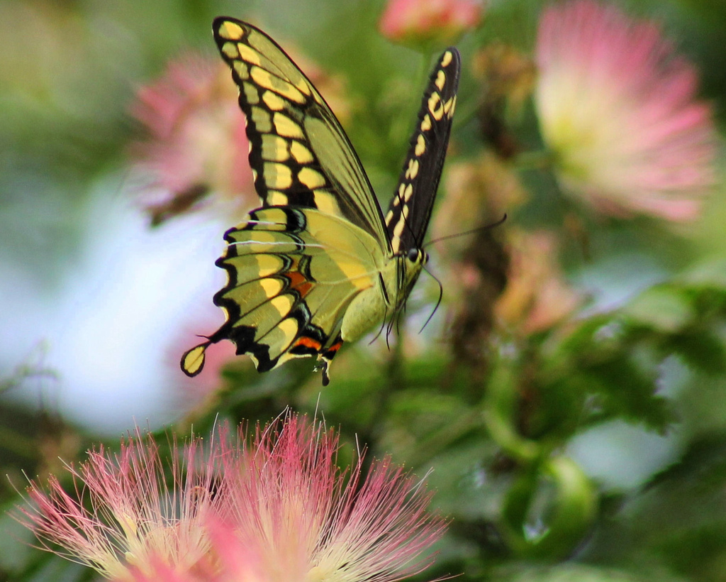 Flight of the Giant Swallowtail by cjwhite