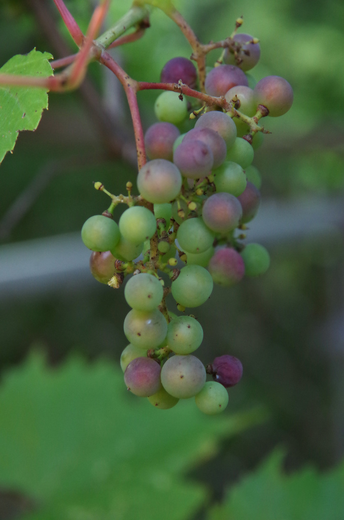 Grapes on the old apple tree by houser934