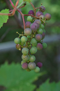 22nd Jul 2013 - Grapes on the old apple tree