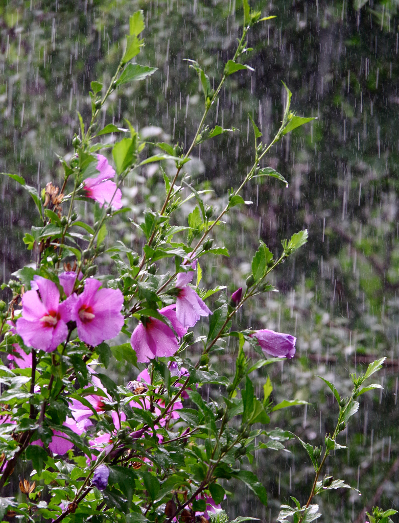 Rain and sun make flowers grow by houser934