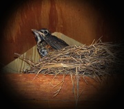 23rd Jul 2013 - Another Empty Nest