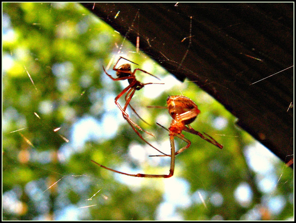 Spider Dance by olivetreeann