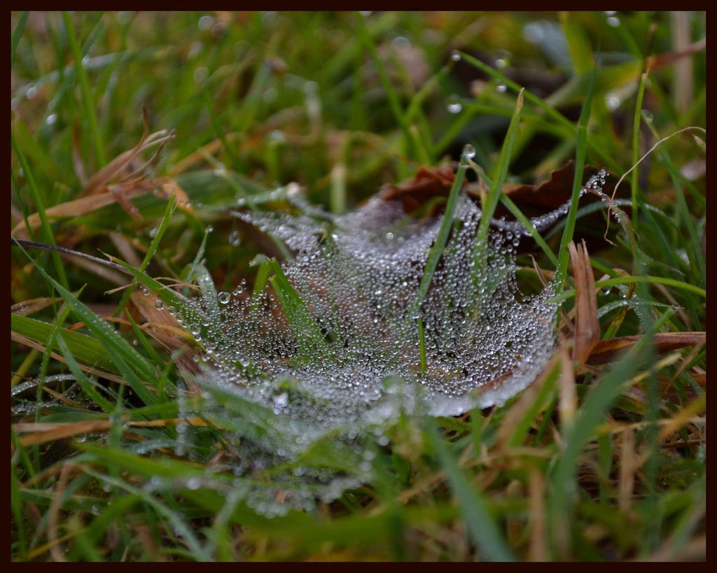 Spiders Trampoline.... by julzmaioro