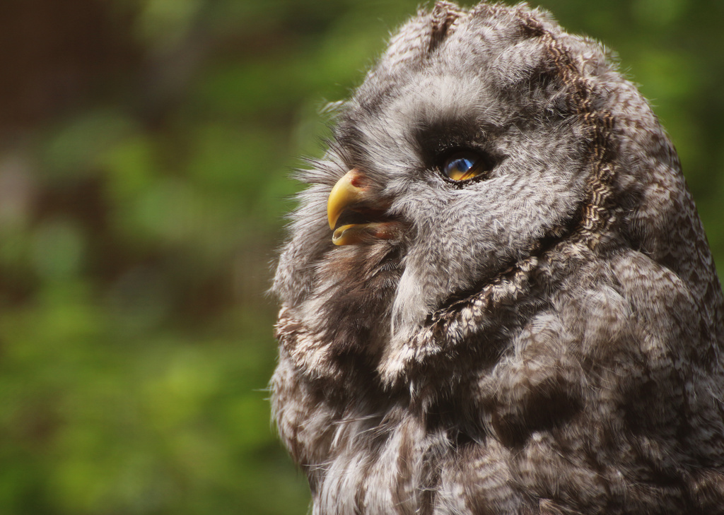 Great Grey Owl by shepherdmanswife