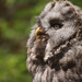 Great Grey Owl by shepherdmanswife