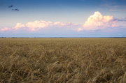 23rd Jul 2013 - Sunset wheat