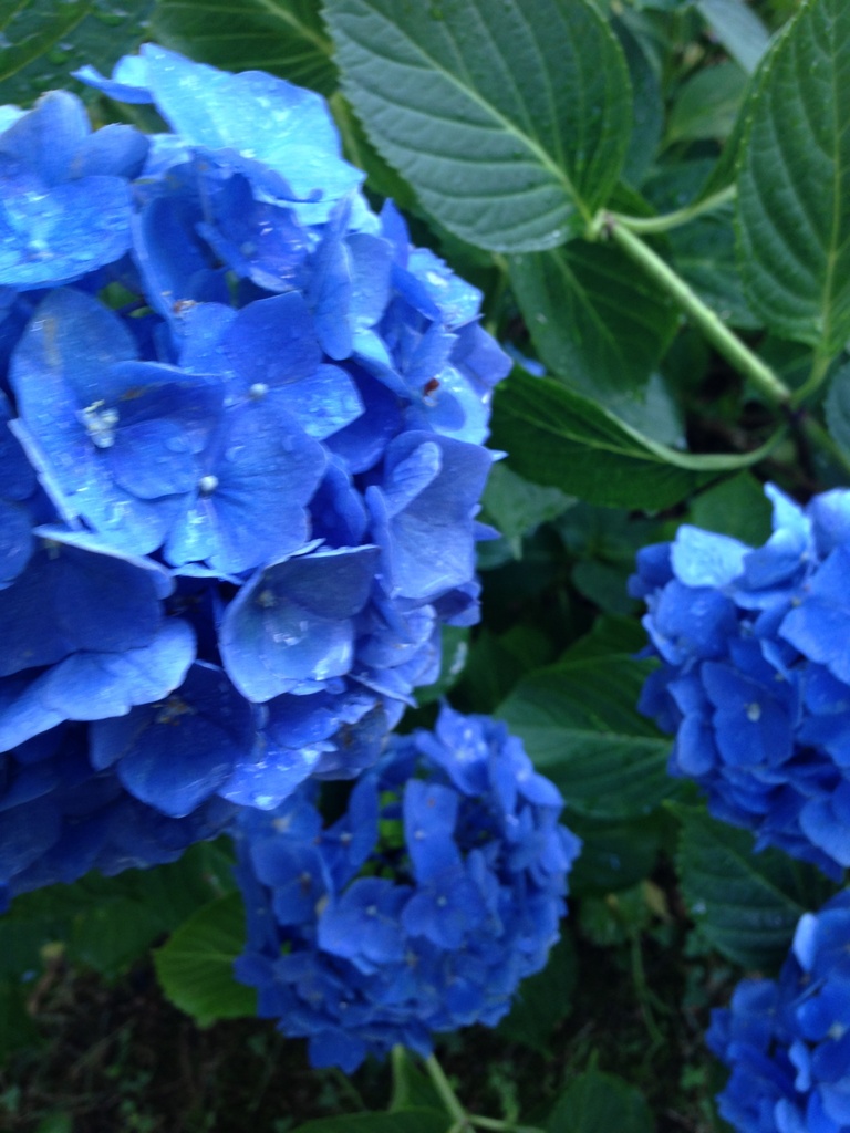 BLUE hydrangeas!!! by pfaith7