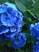 24th Jul 2013 - BLUE hydrangeas!!!