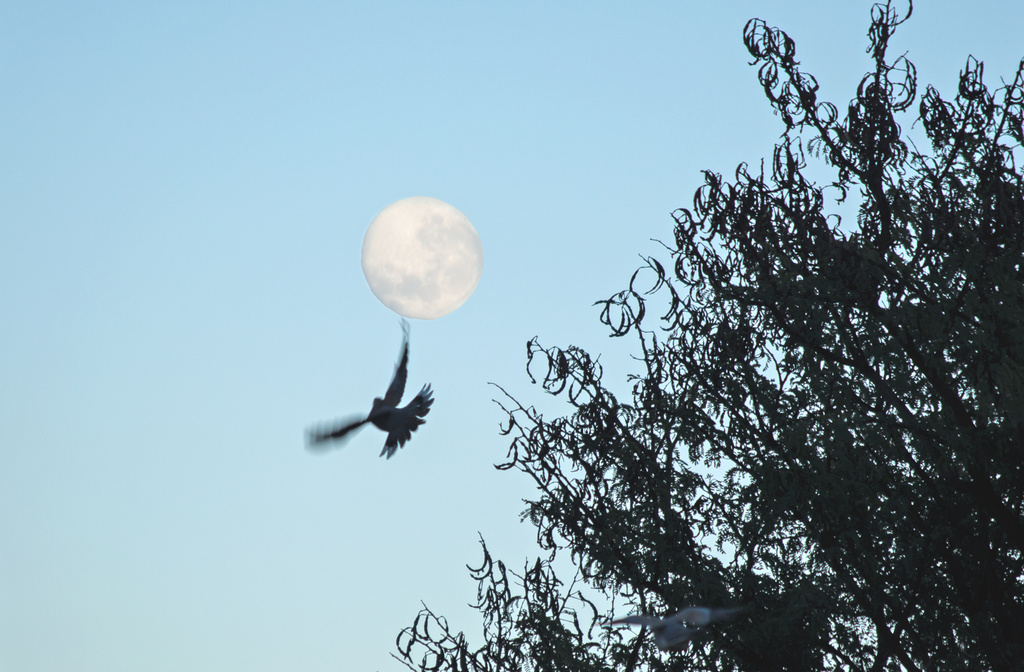 A Bird and the Moon by salza