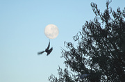 24th Jul 2013 - A Bird and the Moon