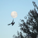A Bird and the Moon by salza