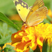 Sorry! Another Orange Sulphur by rhoing