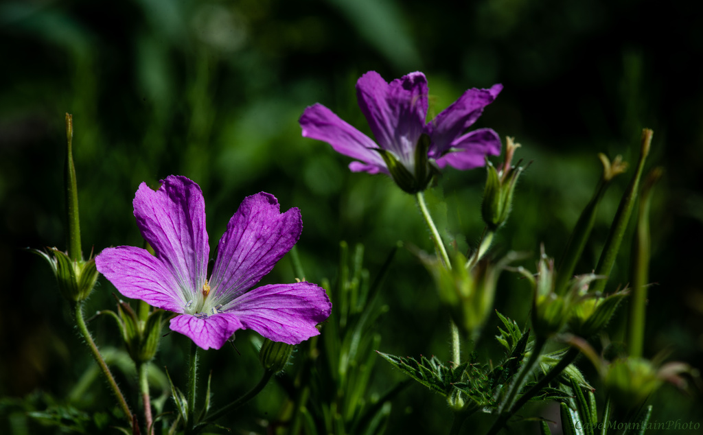Purple Flowers  by jgpittenger