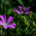 Purple Flowers  by jgpittenger