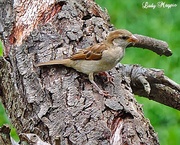 24th Jul 2013 - Hedge Sparrow awaits it turn on feeder.