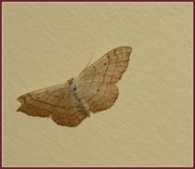 24th Jul 2013 - Butterfly or moth