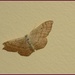 Butterfly or moth by rosiekind