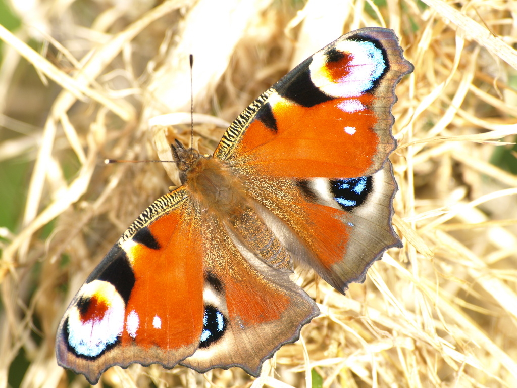 Peacock-butterfly - 24-7 by barrowlane