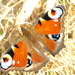Peacock-butterfly - 24-7 by barrowlane