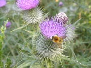 18th Jul 2013 - Spear Thistle