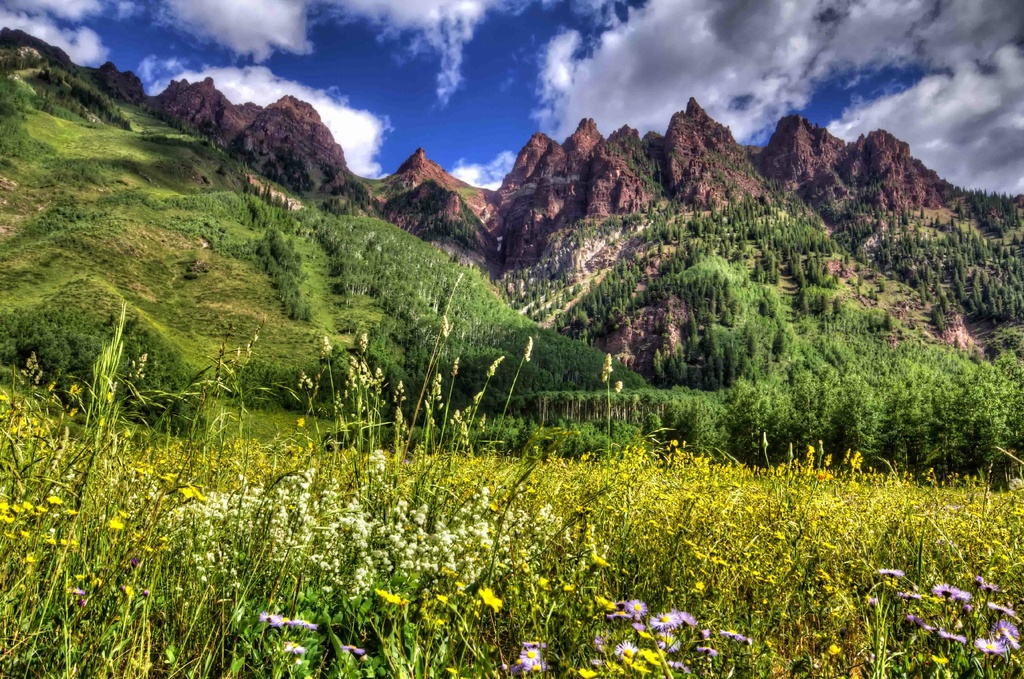 Mountain Wildflowers by exposure4u