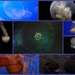 Jellyfish collage by tara11