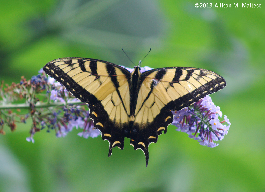 First Swallowtail by falcon11