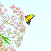24th Jul 2013 - Butterflies Are Free