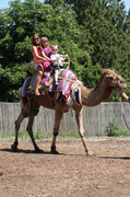 23rd Jul 2013 - Camel Riders!