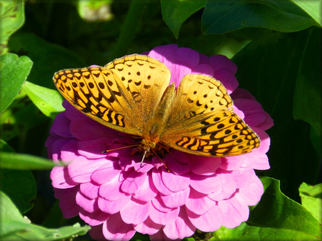 Silver-Washed Fritillary by paintdipper