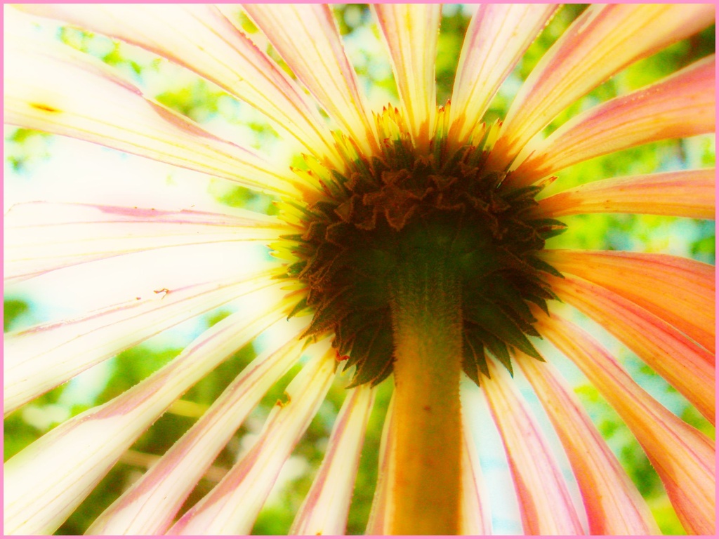 Sunshine Flower  by olivetreeann