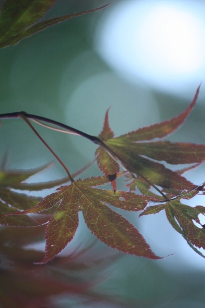 Evening under a Japanese Maple by mzzhope