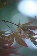 25th Jul 2013 - Evening under a Japanese Maple