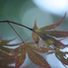 Evening under a Japanese Maple by mzzhope