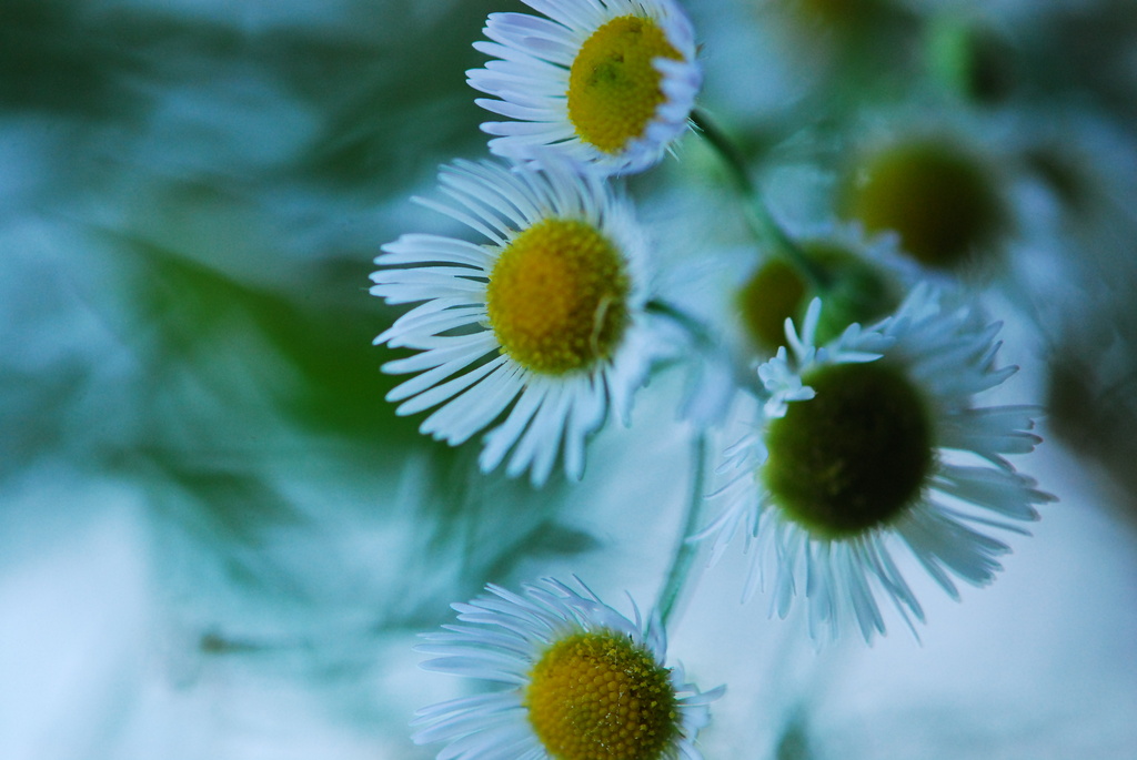 Daisy  by farmreporter