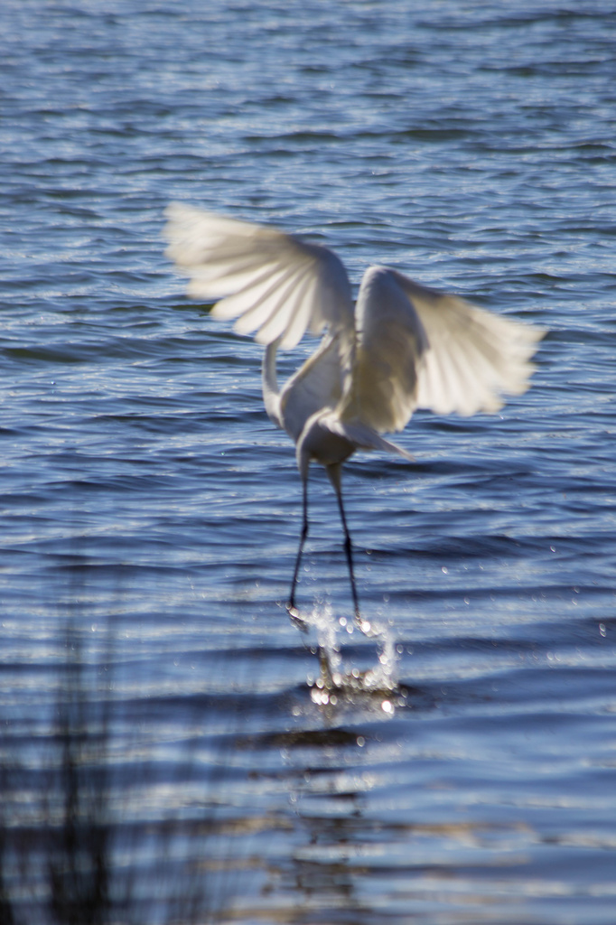 Dancing egret by goosemanning