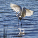 Dancing egret by goosemanning
