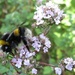fat bee on tarragon by quietpurplehaze