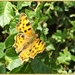 Comma Butterfly by carolmw