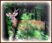 12th Jul 2013 - Daddy Buck in the Bushes
