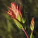 Indian Paintbrush by lisabell