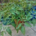 Tomato plant growing... by anne2013