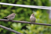 28th Aug 2010 - Sparrows