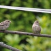 Sparrows by overalvandaan