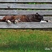 Caught Cat Napping. by ladymagpie