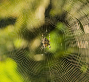 25th Jul 2013 - Spider and web